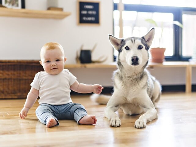 Luxury vinyl flooring and pets are good!